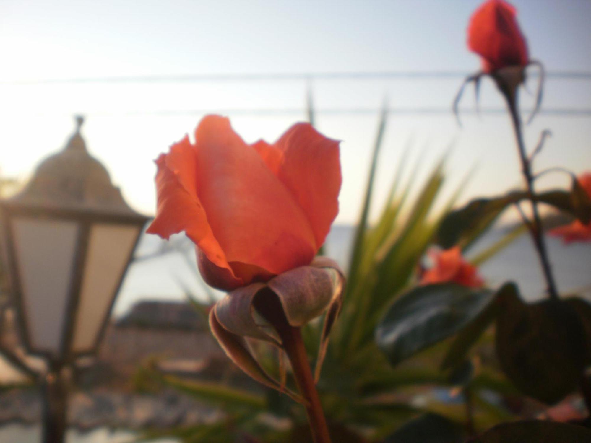 Dimitra Daire Petra  Dış mekan fotoğraf