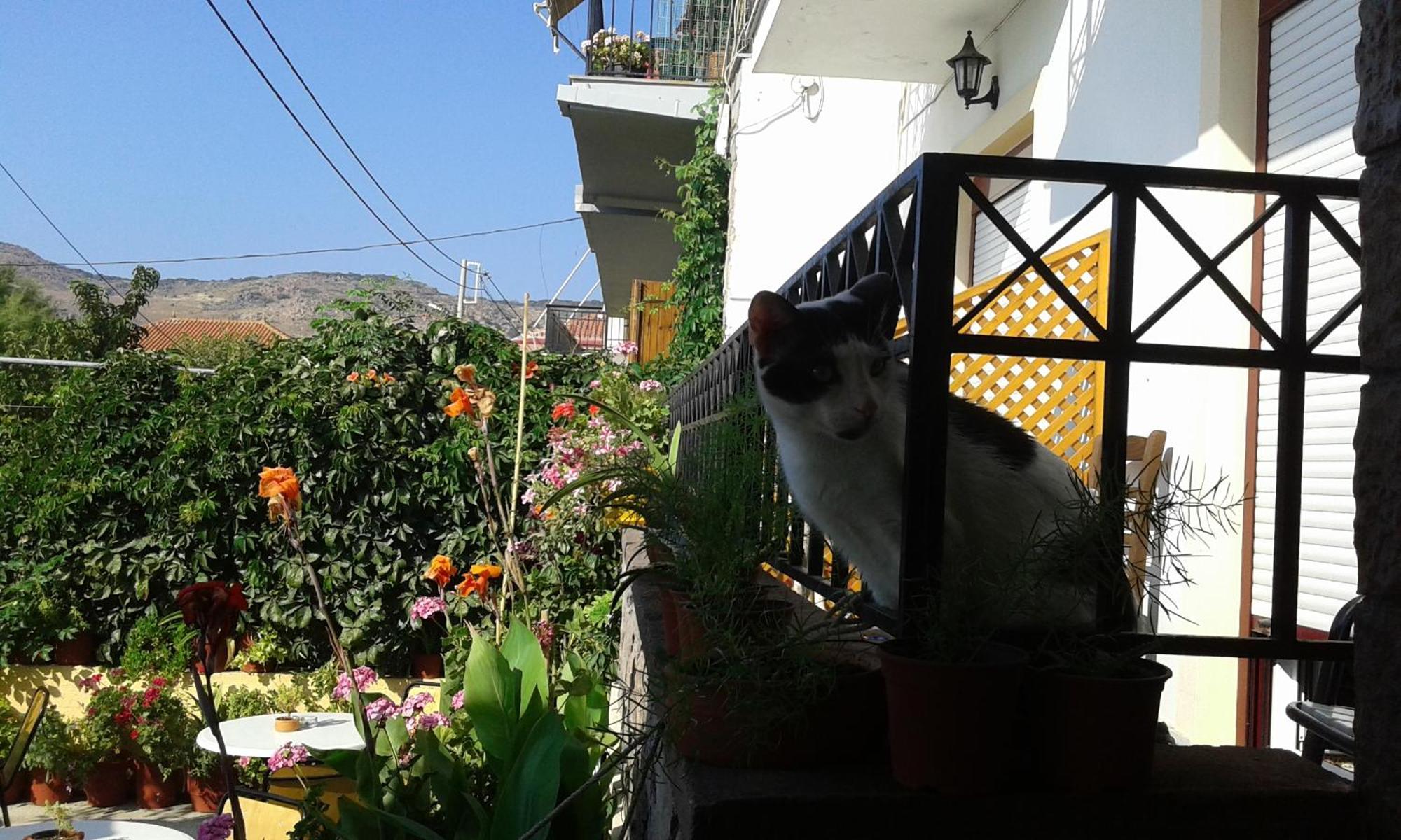 Dimitra Daire Petra  Dış mekan fotoğraf
